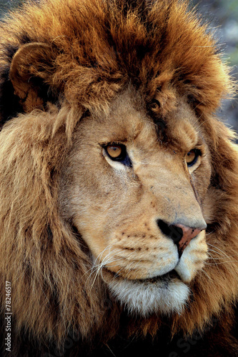 lion portrait