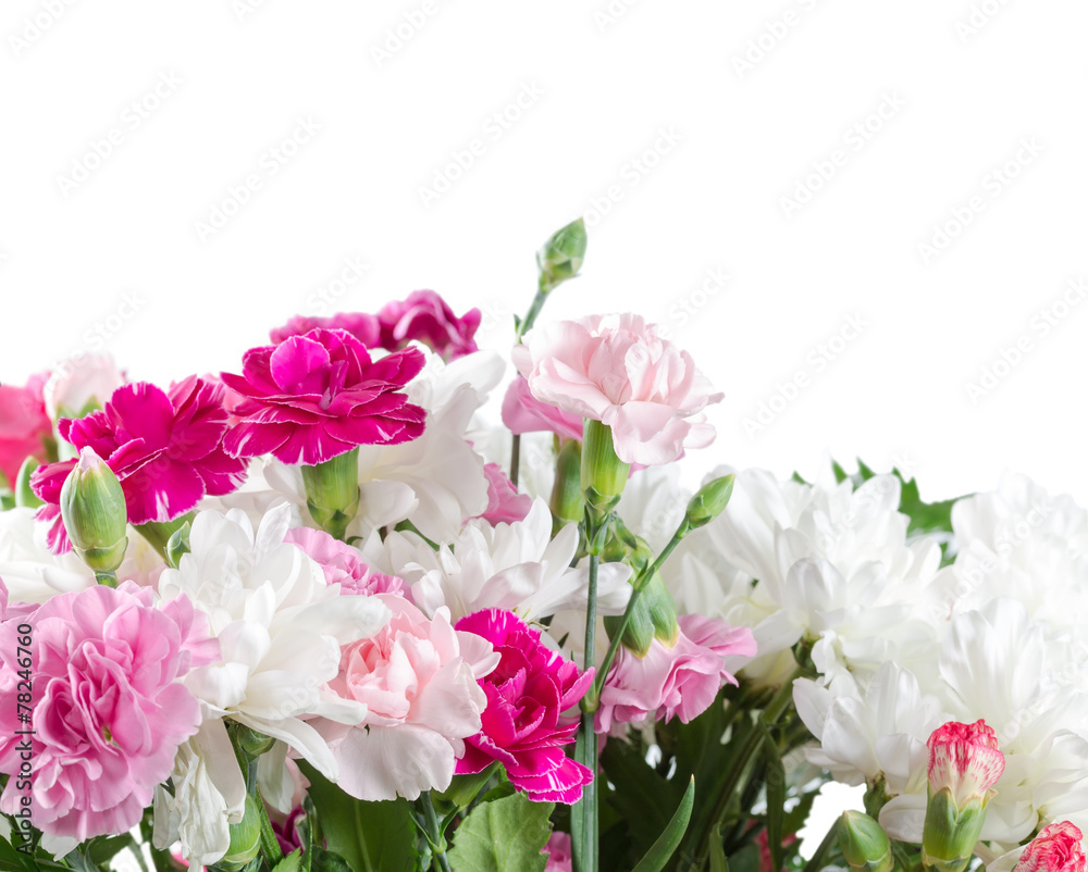 Pink and white carnation flowers