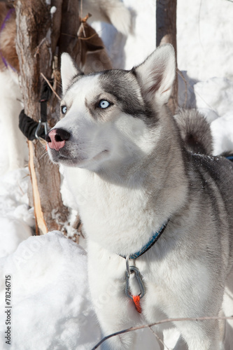 Husky dog used in sled on leash
