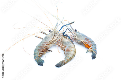 Fresh water Crayfish on isolated background