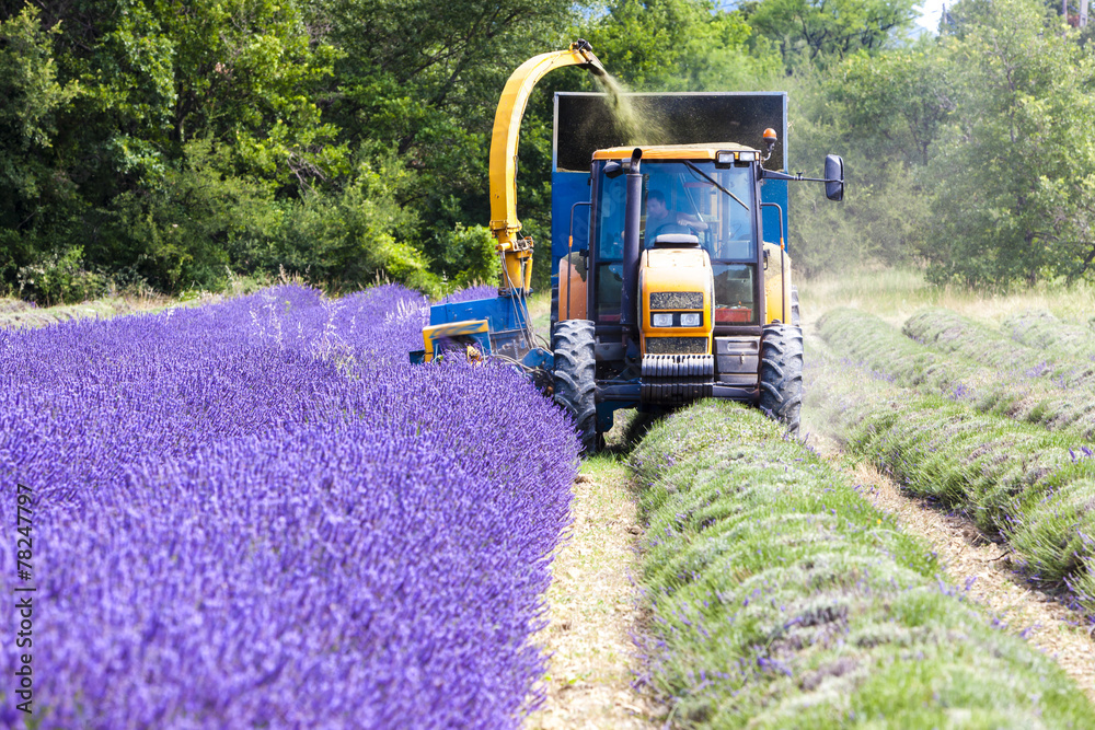 Naklejka premium lavender harvest, Rhone-Alpes, France