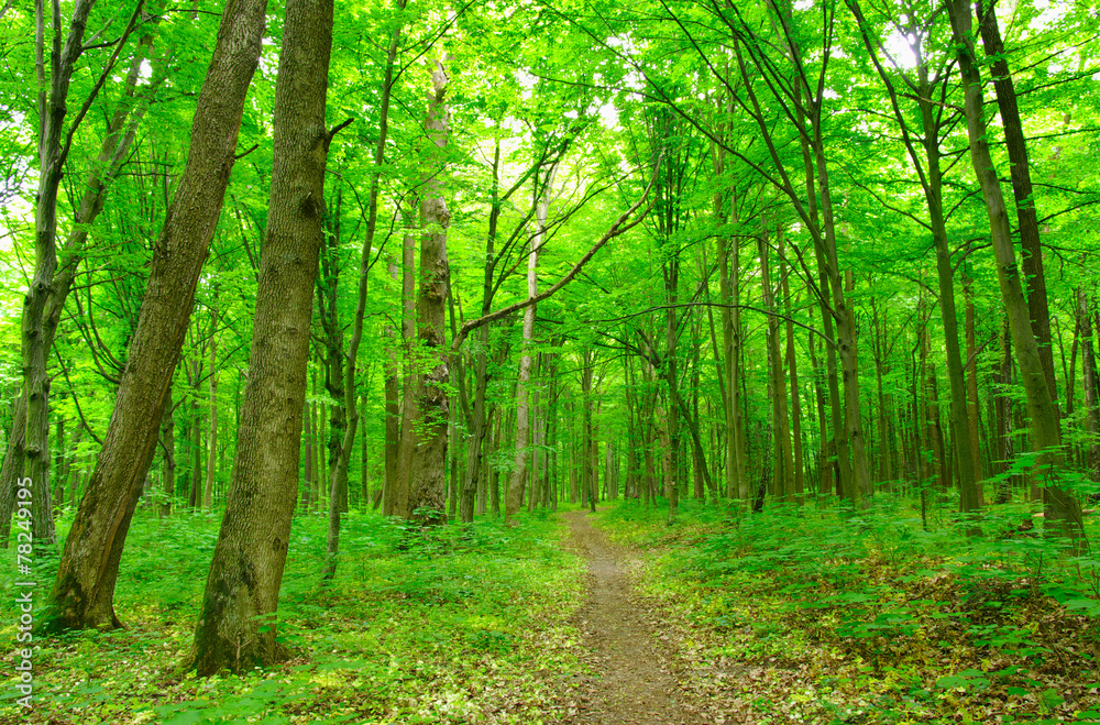 Obraz premium green forest