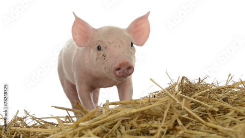 Piglet standing in straw photo