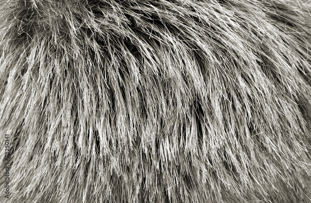 Fototapeta premium Hair