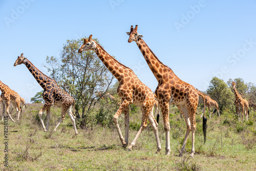 Giraffes herd in savannah © master1305