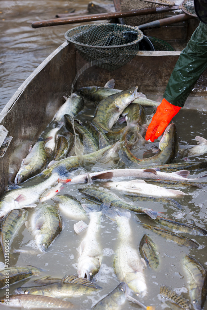 Obraz premium harvesting pond