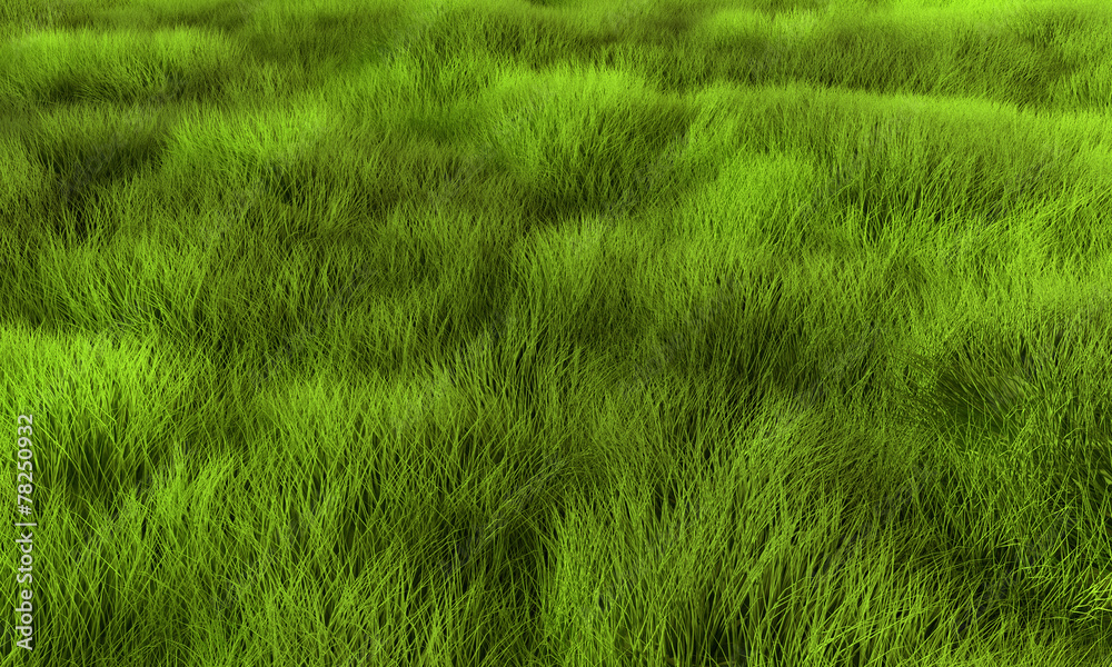 Fototapeta premium Grass