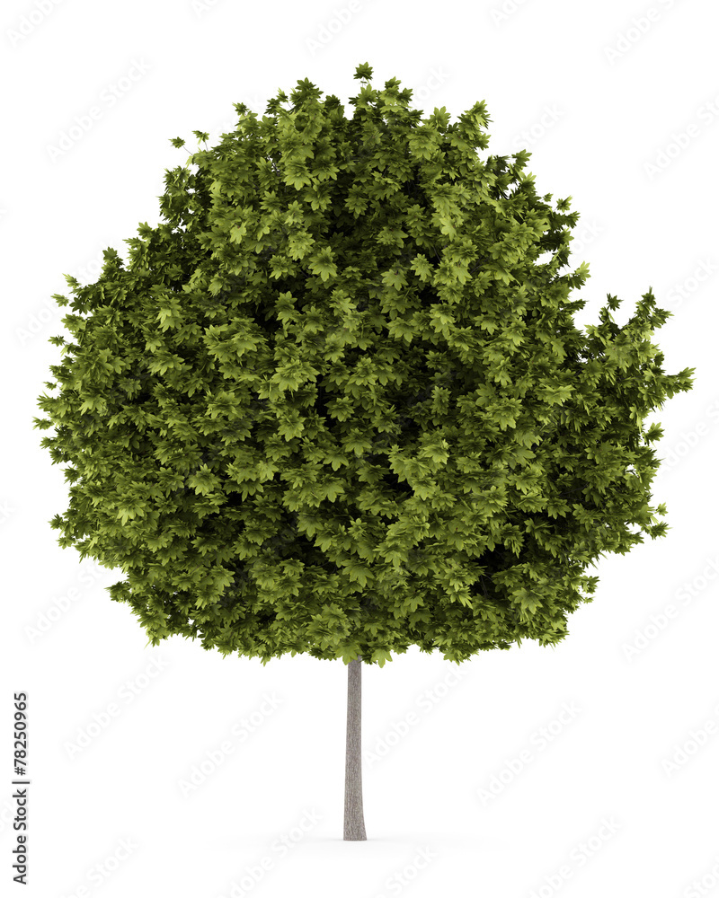 Fototapeta premium norway maple tree isolated on white background