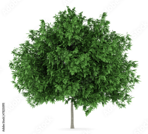 rowan tree isolated on white background