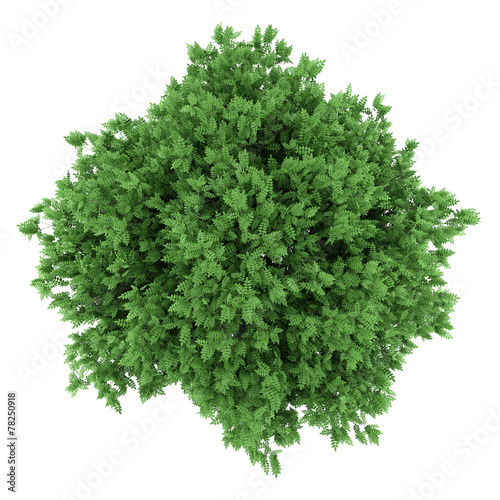 top view of rowan tree isolated on white background