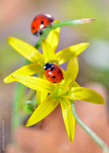 two red ladybugs