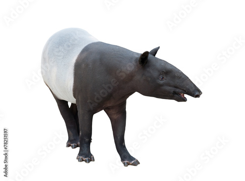 Malayan tapir or Asian tapir isolated