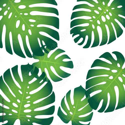 Monstera leaves
