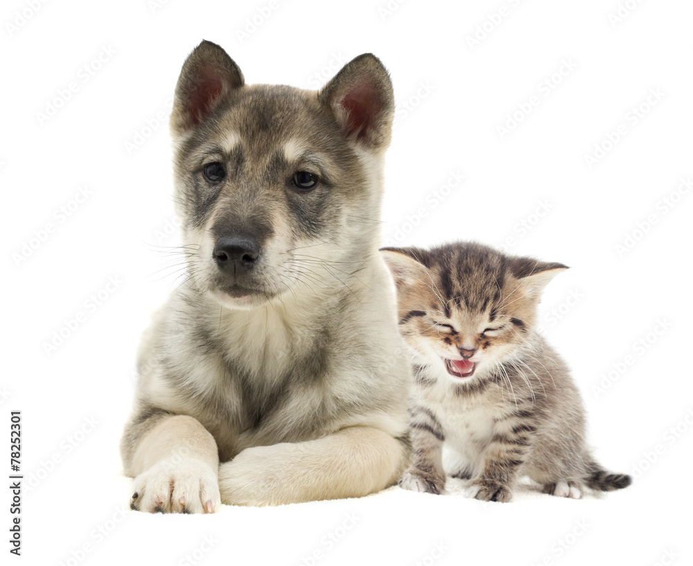 kitten and puppy kitten and puppy
