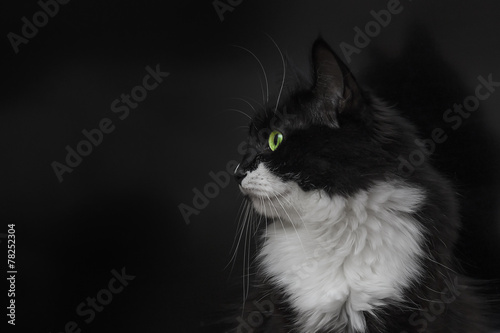 Fototapeta Naklejka Na Ścianę i Meble -  Black cat looking away