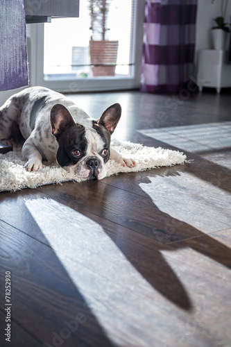 French bulldog lying down in sunny living room