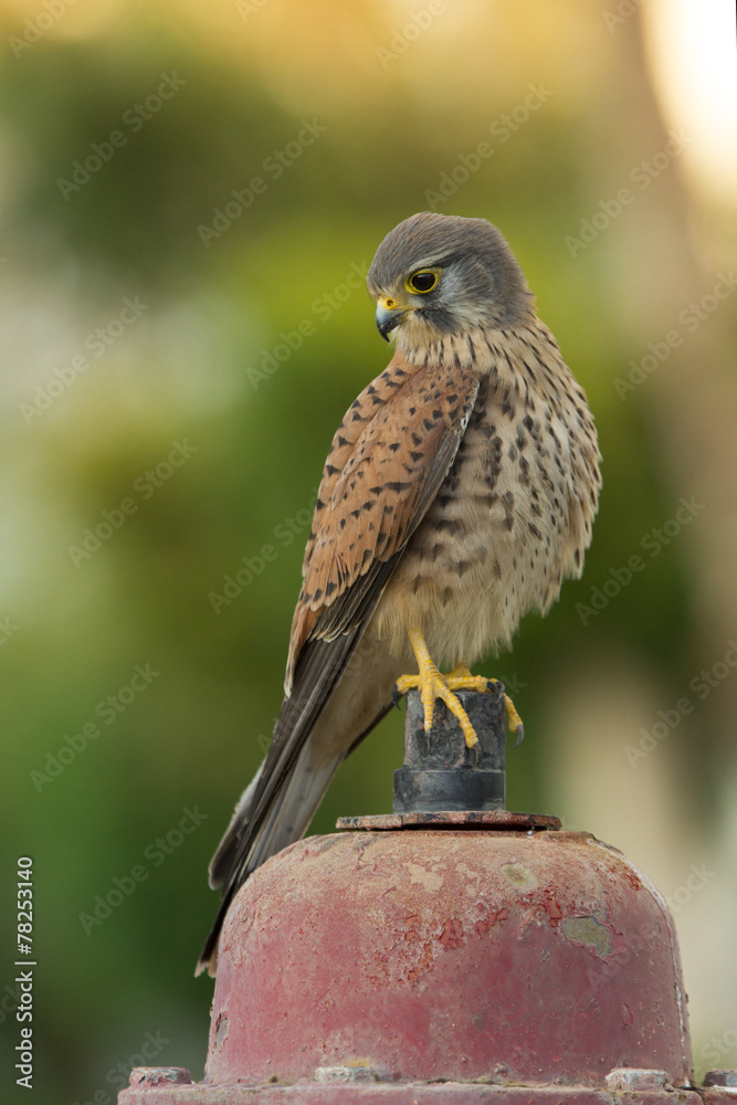 Kestrel Kestrel