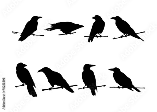 Set of ravens