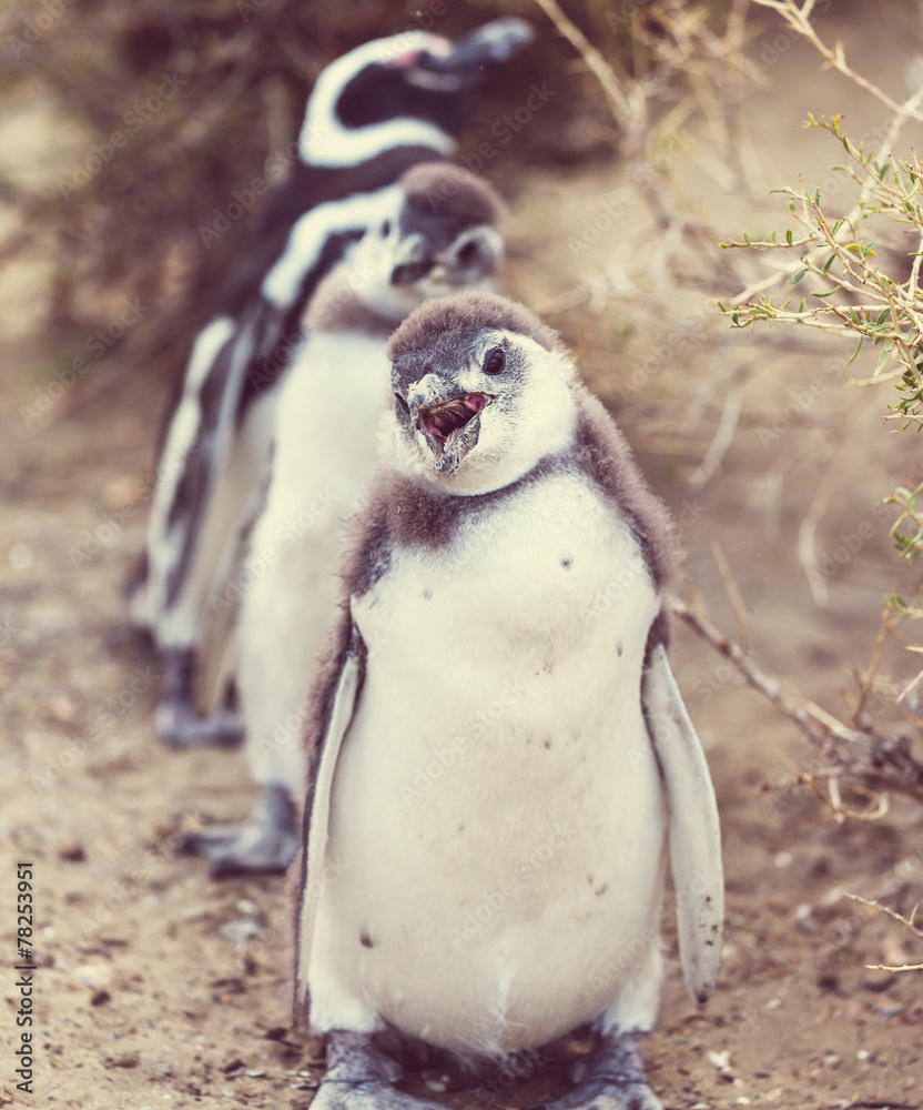 Naklejka premium Penguin