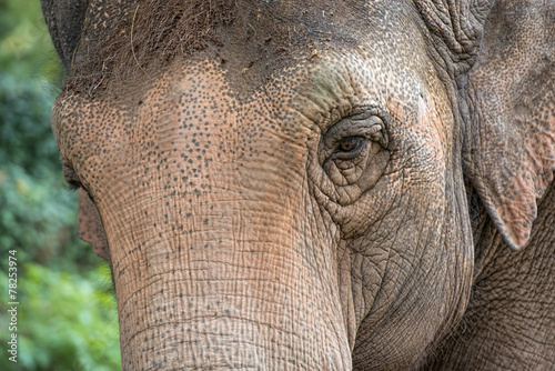Photography elephant eye