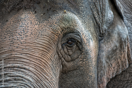 Photography elephant eye