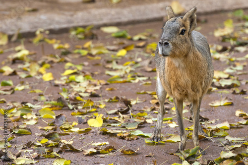 capibara photo