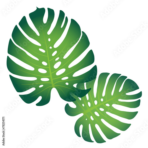 Pattern with tropical monstera leaves
