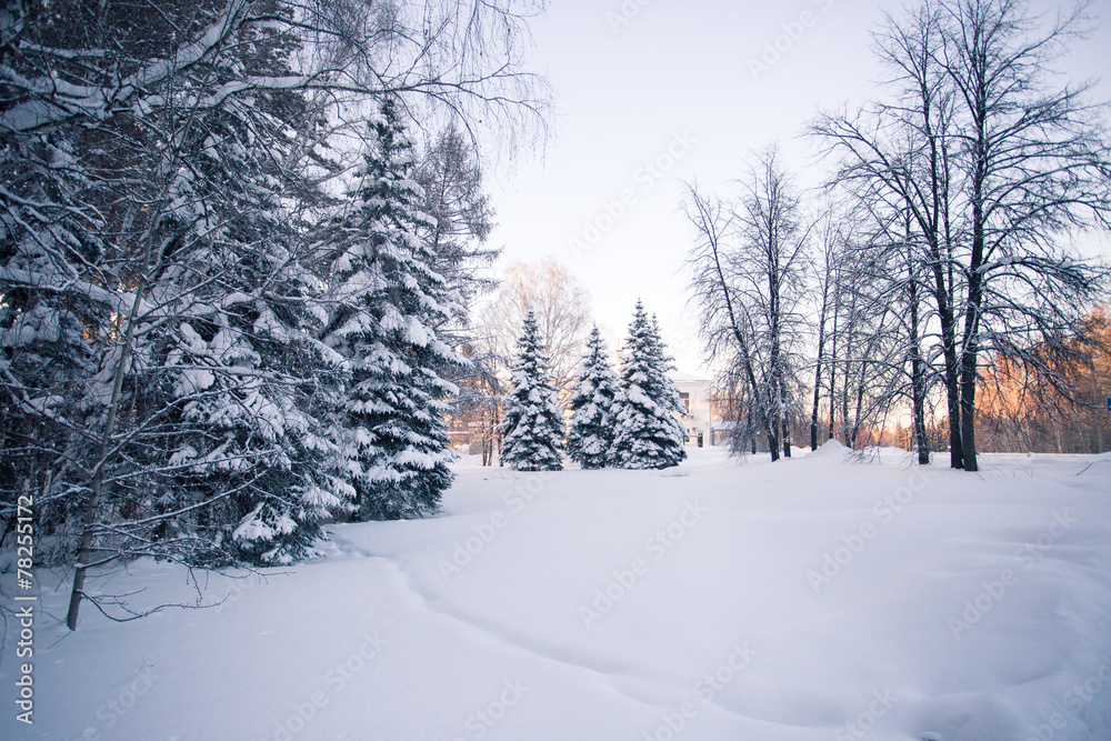 Beautiful winter forest Beautiful winter forest