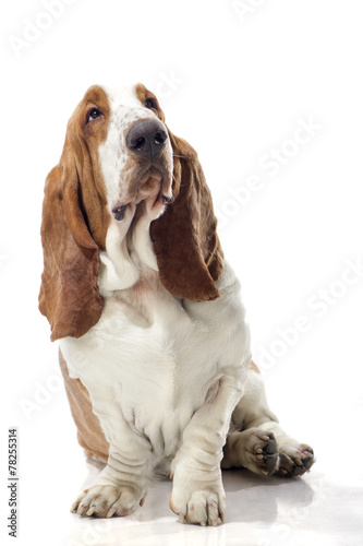 Basset Hound © Asichka