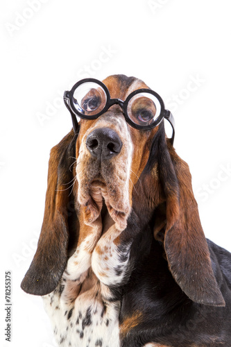 Basset Hound