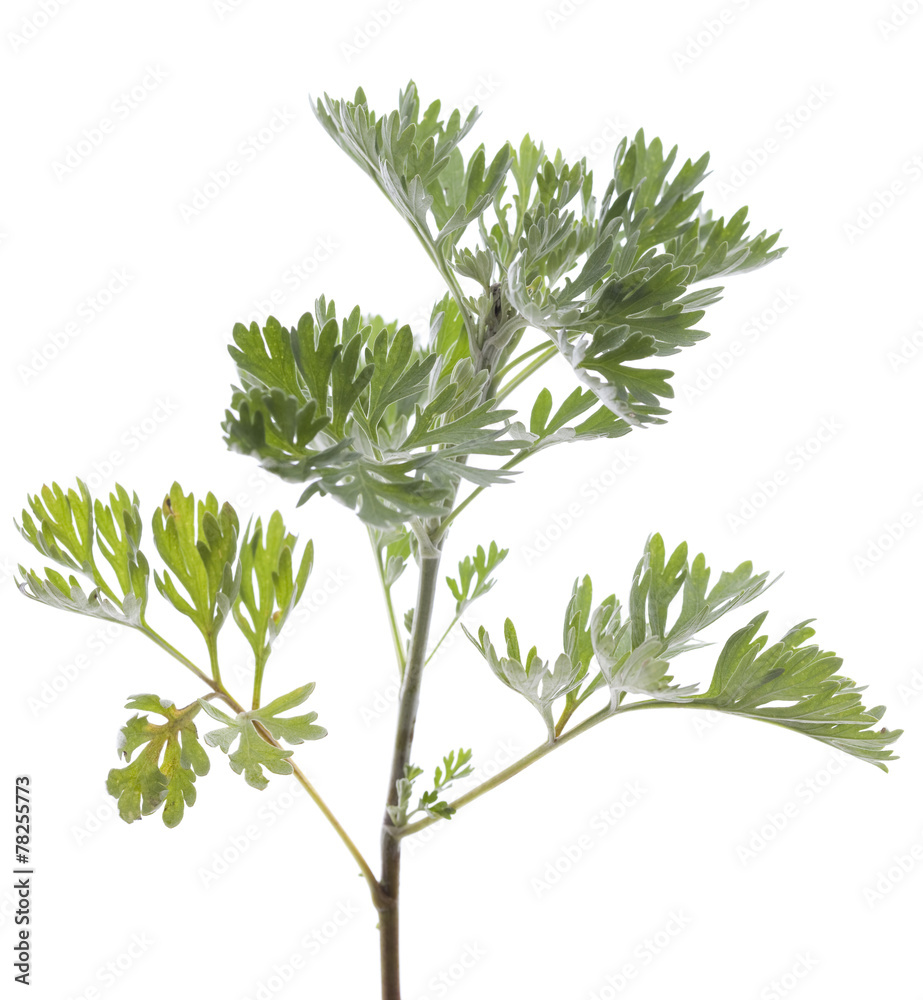 wormwood wormwood