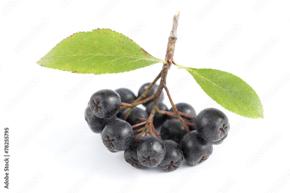 black aronia