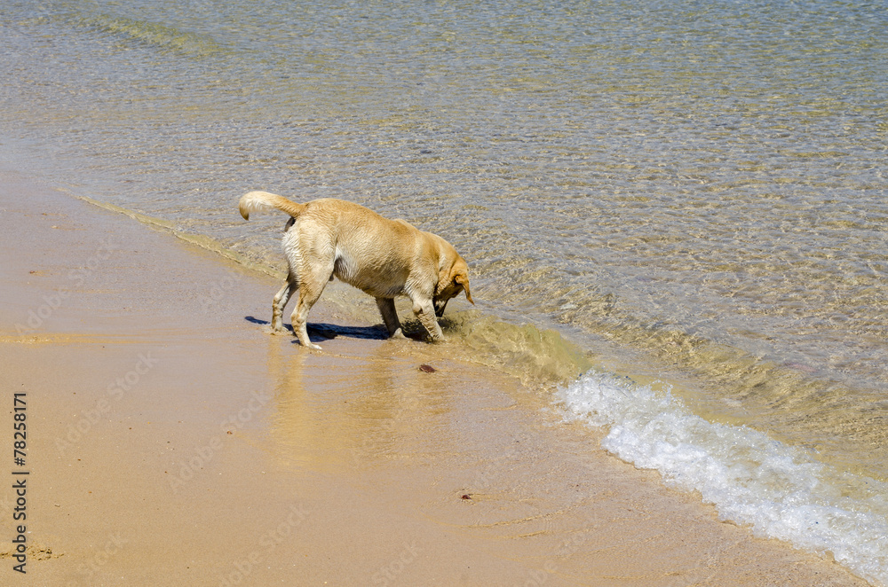 Naklejka premium dog on the seashore