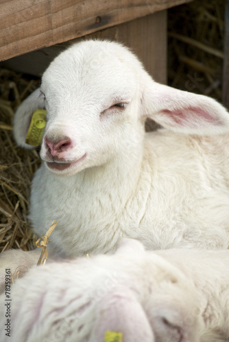 Little lamb.