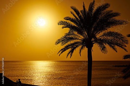 Beautiful sunset with a palm tree on Tenerife © Julia Lavrinenko