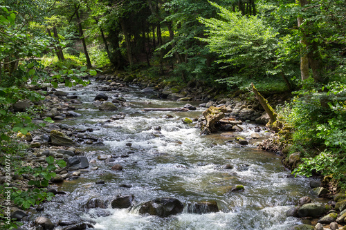 Mountain River in the wood