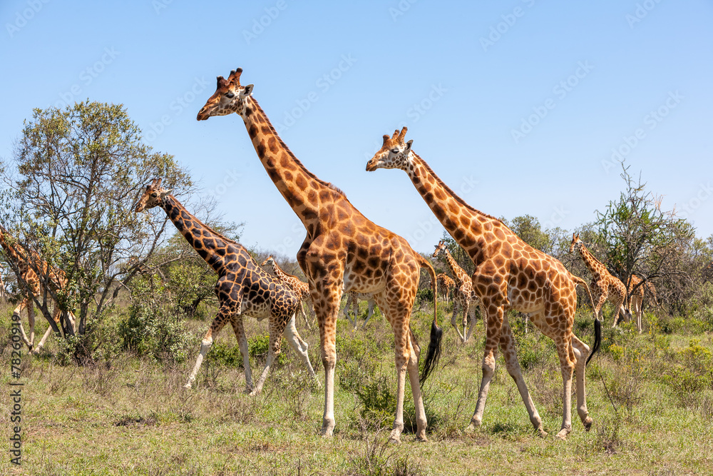 Obraz premium Giraffes herd in savannah
