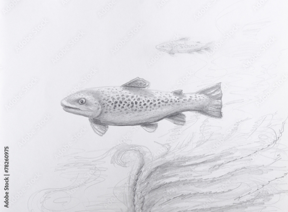 Fish Pencil Drawing Fish Pencil Drawing