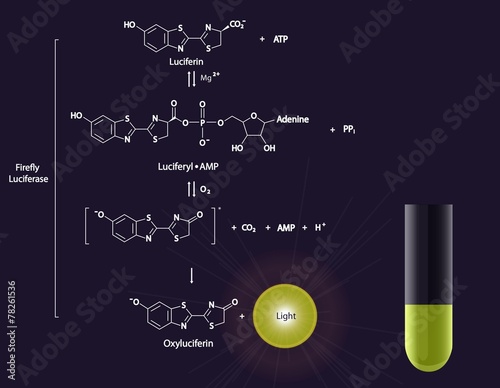 Luciferase reaction