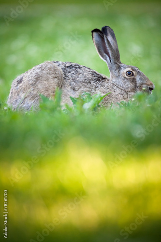 Rabbit lying down on a grass © Juhku