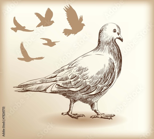 pigeon