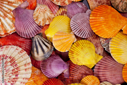 collection of various colorful seashells on black  background
