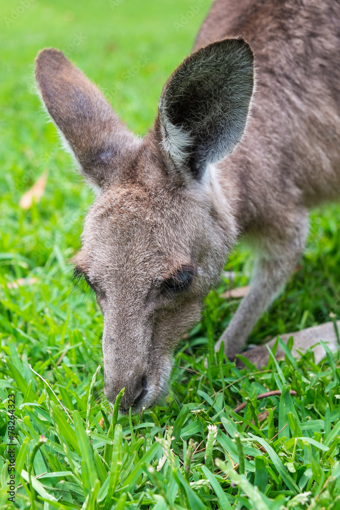 Fototapeta premium Close up of a grey Kangaroo