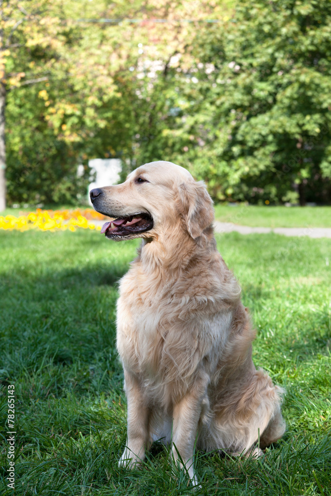 dog of breed retrivt the golden sits on a grass dog of breed retrivt the golden sits on a grass