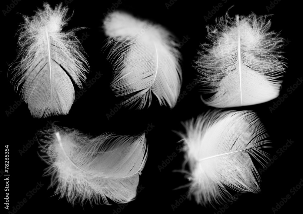 Naklejka white feather of a bird on a black background