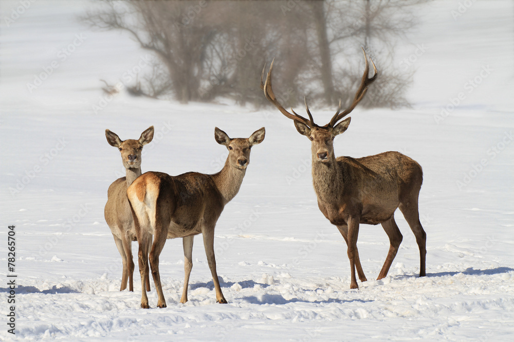 Deer and hinds