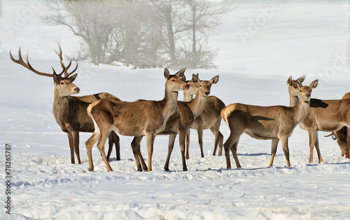 Group of deers