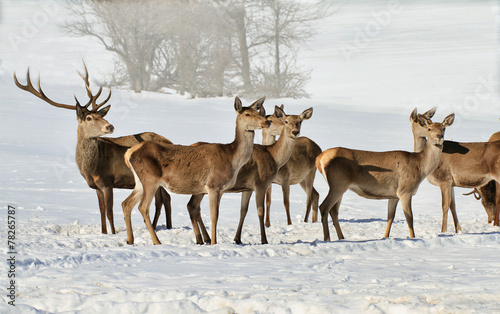 Obraz na płótnie Group of deers w salonie