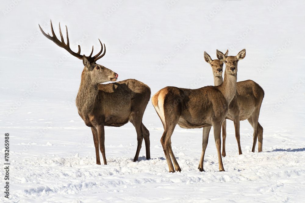 Deers
