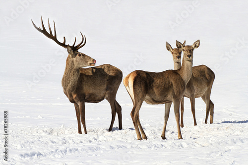 Obraz na płótnie Deers w salonie